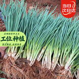北蔬 小香葱种子苗四季播种阳台盆栽菜种籽 四季小香葱种子1000粒x2包