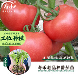 寿禾 各种蔬菜苗活苗带土发货大全菜苗大型苗场秋冬秧苗山东寿光种苗 [穴盘苗]粉冠番茄苗 6棵+200g肥