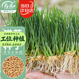寿禾猫草种子水培小麦草麦苗盆栽芽苗菜种植 潍丰猫草种子50g约1000粒