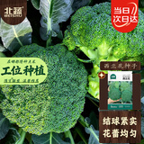北蔬西兰花种子苗耐寒耐热花椰菜青菜花四季蔬菜种籽 西兰花种子100粒