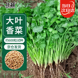 北蔬香菜种子苗老品种四季盆栽大叶芫荽阳台菜籽 大叶香菜籽种子600粒