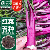 寿禾洪山红菜苔种子苗农家种菜心秋冬蔬菜籽 金秋红菜苔种子10g/袋*2