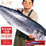 卖鱼七郎青岛海捕野生大鲅鱼7.5-8.5斤冷冻特大马鲛鱼年货礼盒源头直发