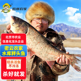 跑山密水农家【冰鲜】密云农家水库胖头鱼5斤净4斤 花鲢现杀活鱼鳙鱼 源头直发