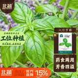 北蔬 罗勒种子苗大圆叶食用香料植物盆栽香草种籽 大叶罗勒种子600粒