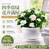 泰西丝栀子花室内工位绿植高级感好养小盆栽净化空气浓香型植物源头直发