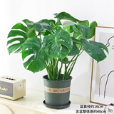 行湘龟背竹盆栽绿植物土培小型室内观叶绿植盆栽办公室好养源头直发