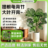 京东绿植【带盆种好】大叶龟背竹室内客厅办公室绿植大盆栽净化空气