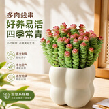 行湘钱串子植物多肉盆栽花卉 招财钱串子大盆+四方糖树脂盆 源头直发