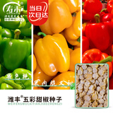寿禾五彩甜椒种子苗肉厚灯笼椒 蔬菜种籽 五彩甜椒种子110粒(3种组合)