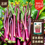 北蔬洪山红菜苔种子苗菜心秋冬季耐寒农家种蔬菜种籽 红菜苔种子50g