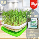 北蔬 水培豌豆蔬菜种子芽苗苗发芽盆育苗盘无土栽培 水培豌豆苗套餐
