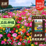 北蔬野花组合种子苗四季播矮向日葵太阳花百日草花籽 野花种子10gx2包