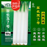 寿禾长白大葱种子苗山东铁杆香葱籽 翠长玉7号(长白大葱)种子15g*2袋