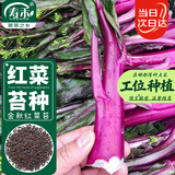 寿禾洪山红菜苔种子苗农家种菜心秋冬蔬菜籽 金秋红菜苔种子10g/袋*2