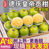 粤迎广东德庆皇帝贡柑【闪送-多地次日达】水果皇帝柑桔橘子纯甜现摘 10斤畅享装【家庭畅享装-钜钜划算】净9.0斤 S+级甄选特级果【单果61-72mm】狠甜