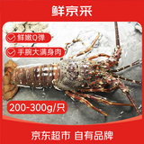 鲜京采越南小青龙 净重200-300g/只 龙虾 新鲜到家源头直发