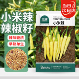 北蔬 小米辣椒种子苗泡椒黄皮朝天椒特辣四季菜种籽 小米辣种子100粒