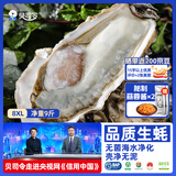贝司令鲜活生蚝乳山生态牡蛎8XL 净重9斤 8-11只 源头直发 生鲜宴会送礼
