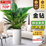 叹为观止大型植物发财树各种大颗盆栽开业乔迁客厅办公室内好养大型花卉 金钻【60-80厘米】 含盆