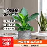 特价大叶金钻绿公主盆栽植物除甲醛绿植办公室四季常青室内摆放2 【1盆】金钻+灰繁星吸水盆 含盆高度15-20厘米