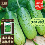 北蔬水果黄瓜种子苗青瓜盆栽秋冬菜籽 卓脆潍胖二号水果黄瓜种子100粒