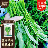 北蔬空心菜种子苗柳叶小叶青梗盆栽蔬菜籽 柳叶空心菜种子25g约500粒