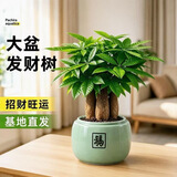 京云梦 三杆发财树大盆栽植物室内盆景四季常青绿植客厅绿福盆源头直发