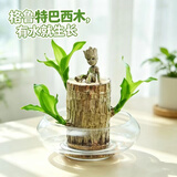 沭之美水培植物盆栽绿植巴西木幸运木室内水养绿植格鲁特巴西木源头直发