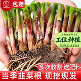 大禹韭菜根苗新根紫红根大叶韮菜移栽根种子四季寿光本地老品种蔬菜 寿光紫红根宽叶韭菜根苗200棵+肥2包 紫根不明显