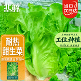 北蔬 生菜种子苗家庭盆栽秋冬四季速生蔬菜种籽 热雄101甜生菜种子20g