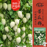 寿禾 苹果苦瓜种子苗白凉瓜不苦脆甜菜种籽 潍丰寿苦苹果苦瓜种子6粒