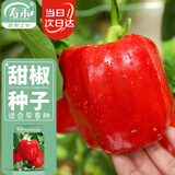 寿禾辣椒种子苗不辣彩椒秋季种植菜籽 潍丰赛尔娜2号红甜椒种子25粒