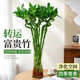 沭之美转运竹水培客厅绿植招财旺宅花卉植物水养常青竹子文昌竹源头直发