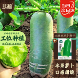 北蔬 冰糖脆水果萝卜种子苗生吃罗卜秋冬蔬菜籽 冰糖脆萝卜种子1000粒