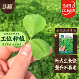 北蔬 金花大叶草头种子种苗黄花三叶草苜蓿菜籽 金花大叶草头种子10g