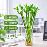 沭之美开运竹水培客厅绿植招财旺宅花卉植物水养常青竹子文昌竹源头直发