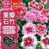 寿禾 石竹种子苗混色重瓣家庭花卉种籽 潍丰系列重瓣石竹种子2000粒