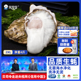 贝司令鲜活生蚝乳山生态牡蛎2XL 净重4斤 13-17只 源头直发生鲜中秋送礼