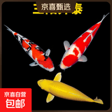 锦鲤活鱼观赏鱼活体淡水冷水鱼纯种黄金红白三色锦鲤鱼金鱼招财鱼 20-25cm 三阳开泰(红白+三色+黄