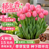 沭之美郁金香进口大种球花卉土养水培室内外盆栽耐寒冬天好养花源头直发