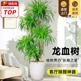 叹为观止大型植物发财树各种大颗盆栽开业乔迁客厅办公室内好养大型花卉 多头龙血树【1.5-1.7米】 含盆