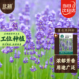 北蔬 薰衣草种子苗四季阳台庭院可盆栽花卉种籽 北蔬薰衣草种子900粒