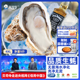 贝司令鲜活生蚝乳山生态牡蛎4XL 净重9斤 17-23只 源头直发生鲜中秋送礼