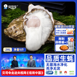 贝司令鲜活生蚝乳山生态牡蛎2XL 净重9斤 32-38只 源头直发生鲜送礼