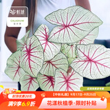 虹越（HONGYUE）高端绿植彩叶芋盆栽 多品可选室内阳台客厅装饰观叶植物 【DH彩叶芋】“白色女王”110#盆栽