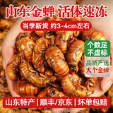 莲山九鲜山东金蝉知了猴新鲜冷冻大号爬叉知了龟非熟食烧烤食材冷链 【大号】金蝉100只
