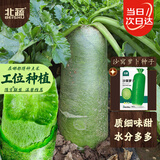 北蔬沙窝萝卜种子苗水果青萝卜甜脆生吃秋冬蔬菜种籽 沙窝萝卜种子20g