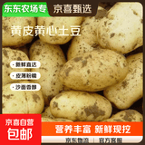 【东东农场专供】山东黄心大土豆粉糯新鲜现挖马铃薯洋芋芋头当季 【东东农场专供】黄心土豆9斤 净重 大果2两起