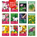 寿禾花种子大全花卉四季开花太阳花碗莲向日葵 12种花种子花草套餐